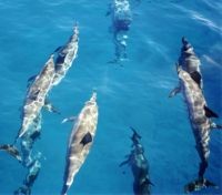 Spinner Dolphins